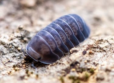 Cubaris Black Diamond Isopods